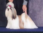 CH (AKC) Symarun's Incredible Fantasy