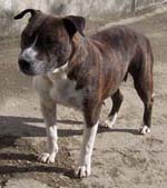 Heart-Rending Delight