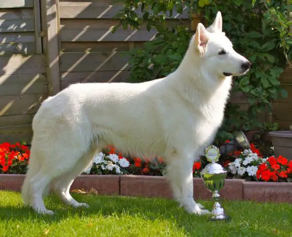 DT.CH VDH+DT.CH CLUB Buddy-Enrico vom Osteland