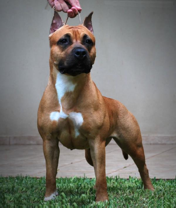 CH. GR.CH. CH.PAN. Elitebulls Yorrana L. Angel do American Pride