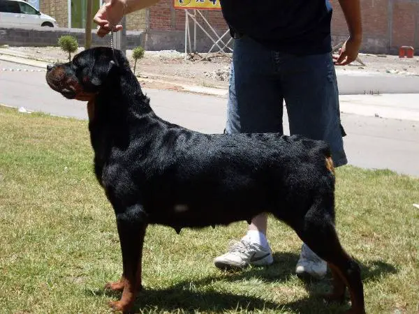 Gotcha Salas Mex. Fci.