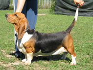 Dorotea dei Trentarossi