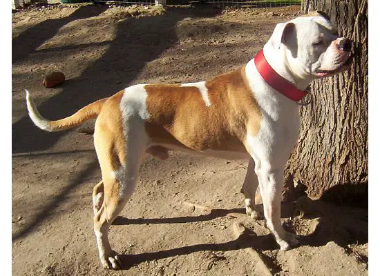 Bosdog's Ragin Cajun