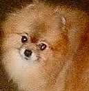 CH Kitsan Lil Darlin Chase