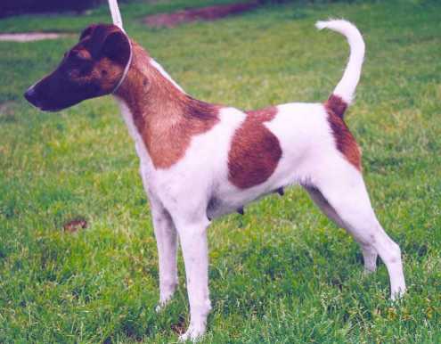 PL CH Sapelars Garbo