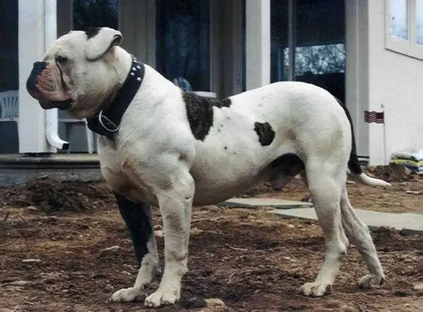 SBK's Heavy Duty