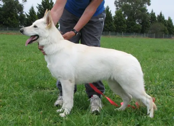 HIPS 1:3, ELBOWS 0:0 Neigepearl Superb Vitality A.I.