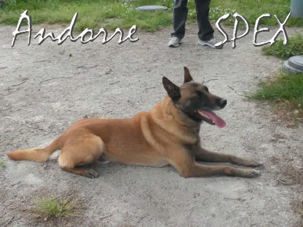 Andorre du Banc des Hermelles