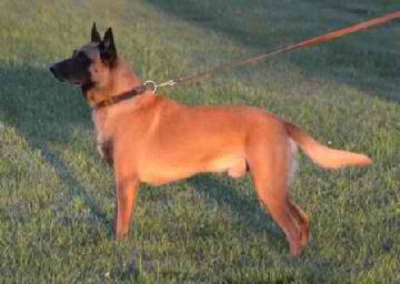 GRUVCH UWPCH UMJCH Flashman of Felon Den