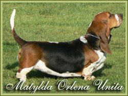 Matylda orlena unita