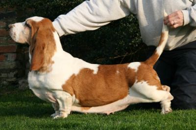 Switherland Fabulous Touch