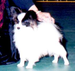 JPN CH Queenbless Magi Of Art Etoile Jp