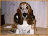 ABRA Klan Piegowatych