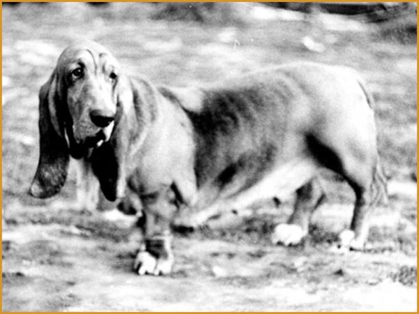 GABI Klan Piegowatych