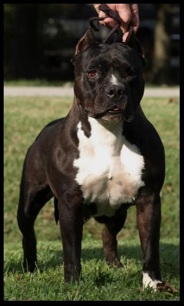 CH R-U A Royal Payne