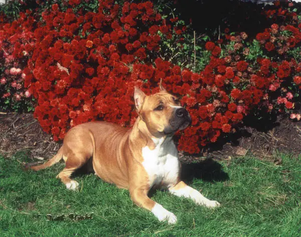 Pirouette's Moet V Buena Vista