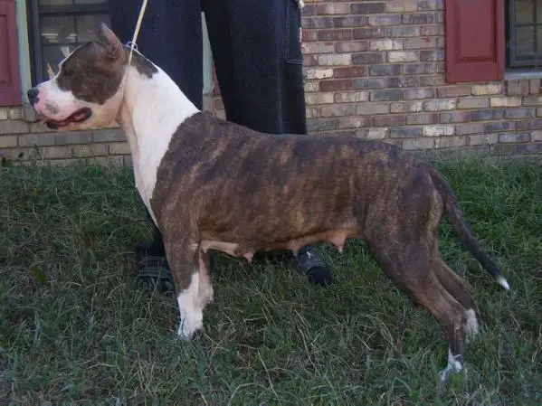 CH Cicero's Time To Shyne