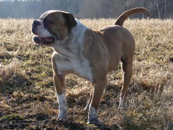 Venn's Hammerin' Hank of Kennedy