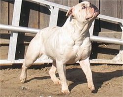 Fisher's June of Weldon