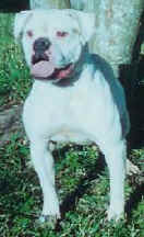 IronHouse's / Guanche Sugar Dolly