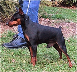 IT CH Noe' Di Kristianden