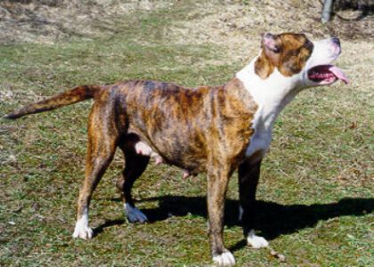 Abra (AST 203) Gabrovo