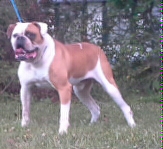 Holloway's Machine Dillon ( Holloway Bulldog )
