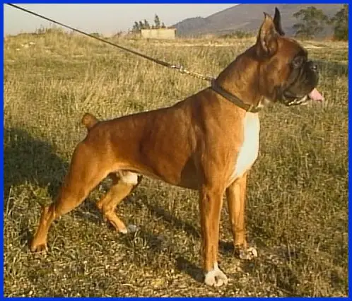 PT CH Nero Von Bispus