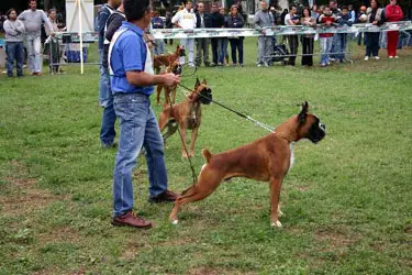 MULTI-CH Ebano del Euro