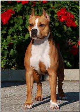 J EURO WINNER, CH Kobo's Golden Eye