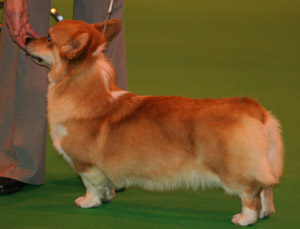 Wharrytons Pansy Potter At Ermyn