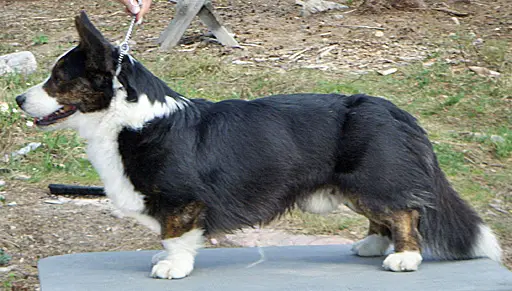 Mandylay'S Roadrunner