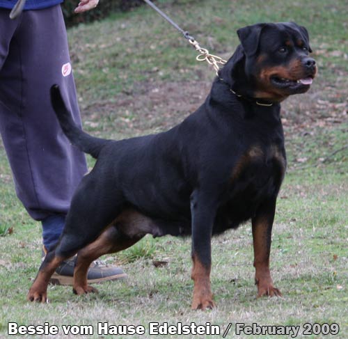 Bessie vom Hause Edelstein