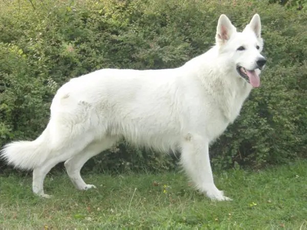 Canta Lupa (FCI) WHITE COMMANDER MULROY