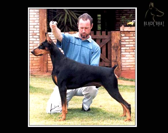 Southern Cross Black Foot