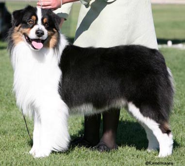 AKC Ch./ASCA Ch. Melody's Buzz'n By