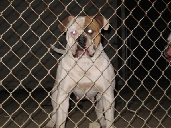 Smith's Bring the Drama