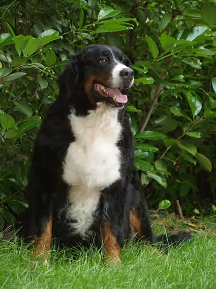 Gamay Genny Van'T Rijkenspark