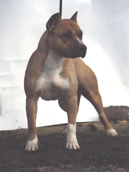 Dakota von der Satansmuhle