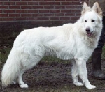 Tydus V.D. Witte Herder