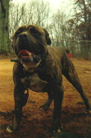 Hermes' Hill Billy