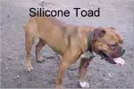 Silicone Toad