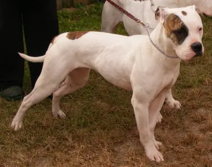 Valor's Clementine's Curse of Olde Line