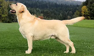 CH (AUT) Inishfree X-Cite of Ashford Castle