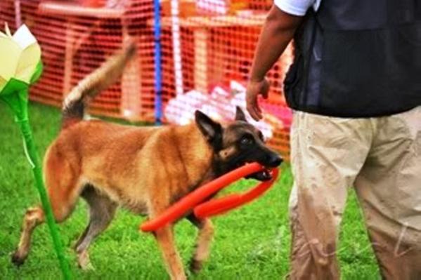 Baddy of Beachwood (Diego)