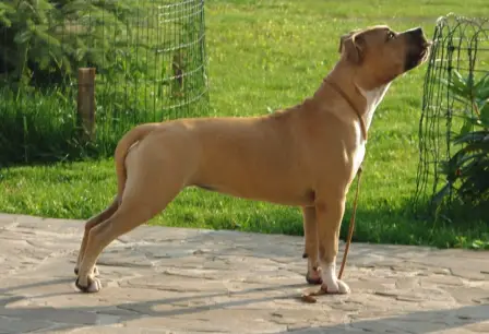 OLDINKA Kompow from Royal Court Yard