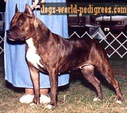 CH Legend's RCA Dark Star