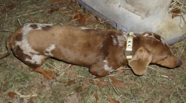 Johnson's Brown Charlie