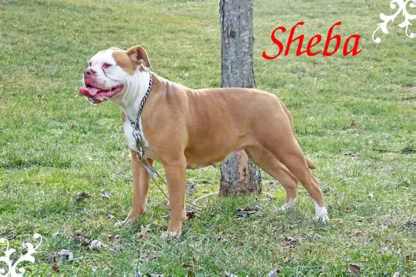 Sheba of BBK and OTB