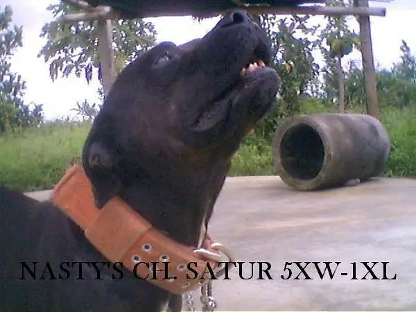 NASTY'S SATUR 5XW-1XL (1XL OTC)